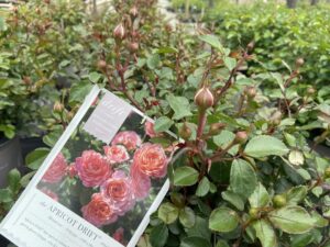 Rosa Drift Apricot 3G