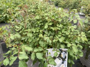Rosa Drift White 3G