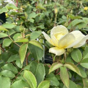 Fragrant yellow flowers