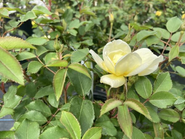 Fragrant yellow flowers