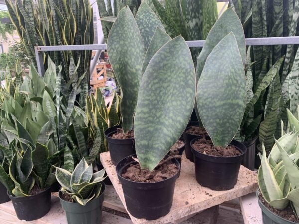 Snake plant