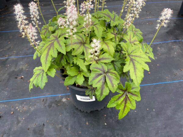 Tiarella Jeepers Creepers 1G