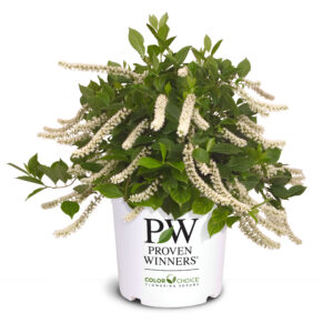 Itea Little Henry 3G