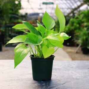 Trailing nature with lime green leaves.