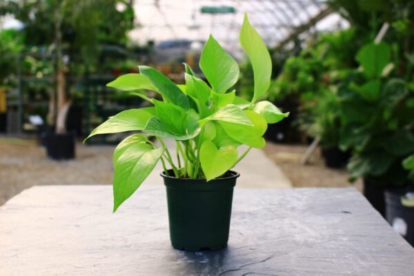 Trailing nature with lime green leaves.