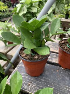 Zamioculcas ZZ 4"