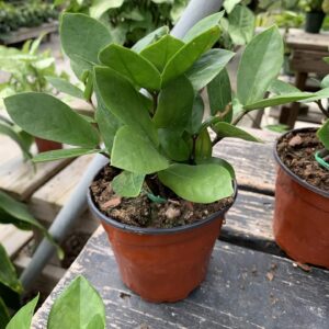 Upright plant, sturdy stems and glossy oval leaves.