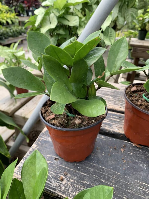 Upright plant, sturdy stems and glossy oval leaves.