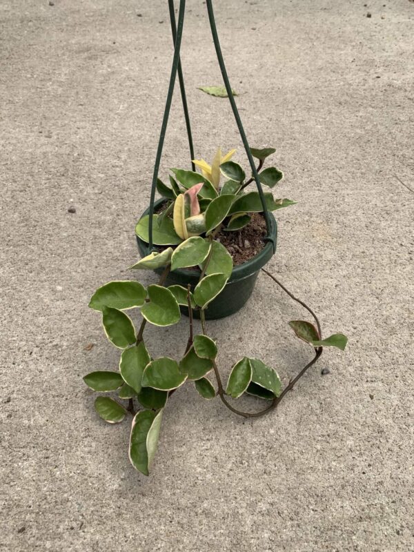 Hoya Carnosa 6" Basket