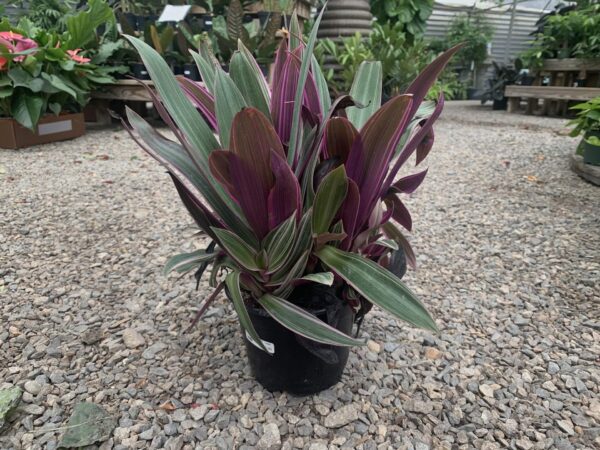 Leaves are striped green and silver with purple underside.