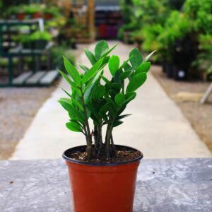 Upright plant with glossy oval leaves