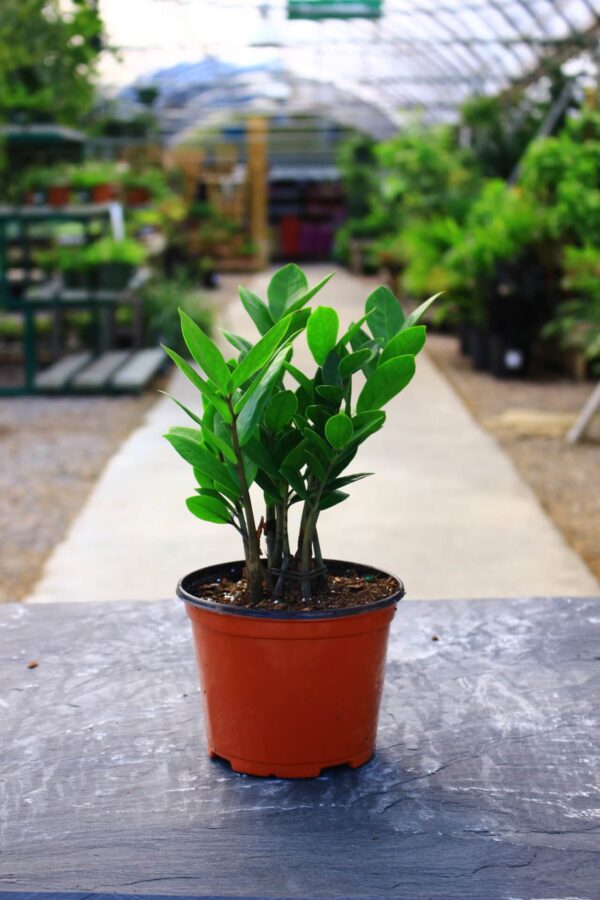 Upright plant with glossy oval leaves