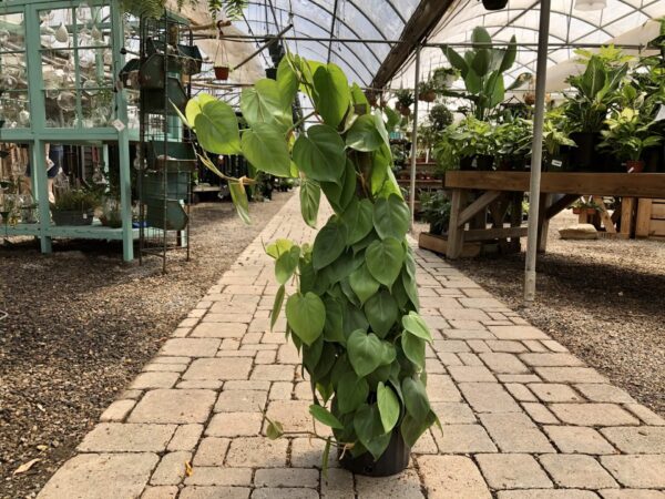 Heart-shaped, dark green leaves, easy care plant