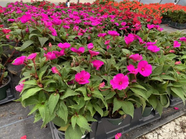 Impatiens New Guinea 4" - Image 3