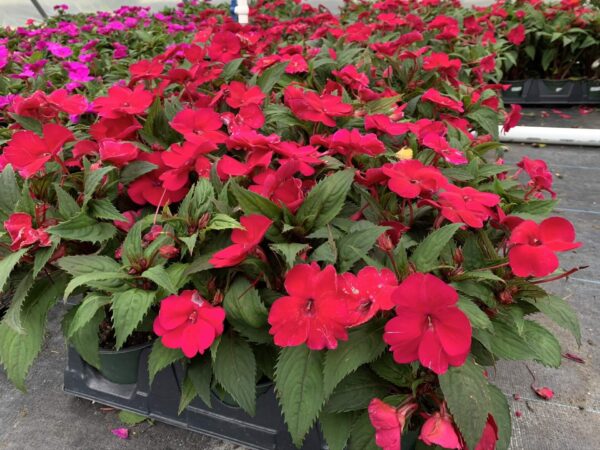 Impatiens New Guinea 4" - Image 2