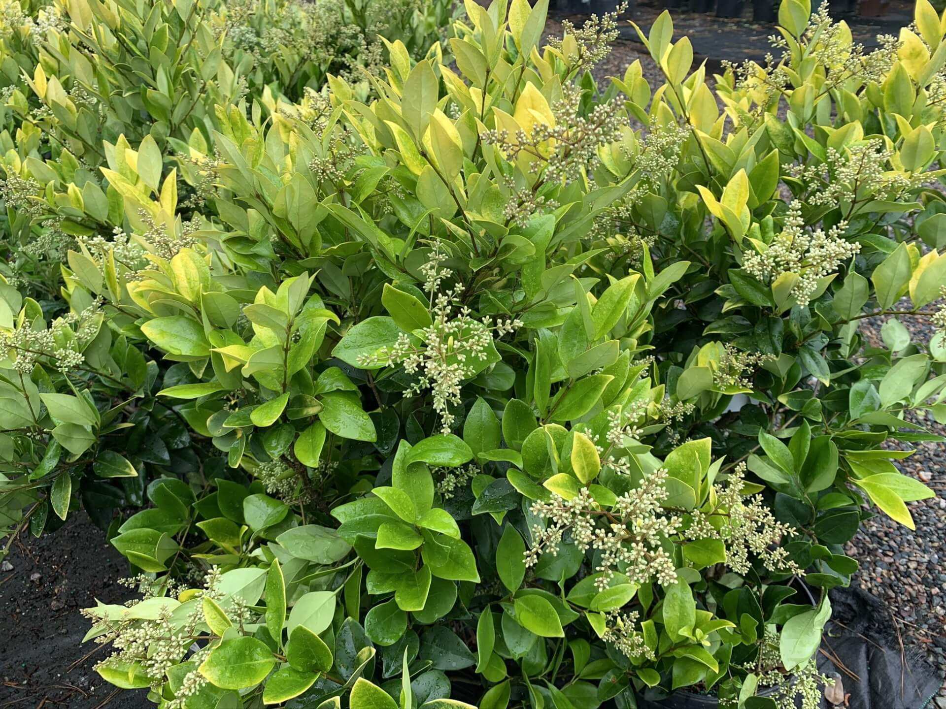 Creamy-white, fragrant flowers