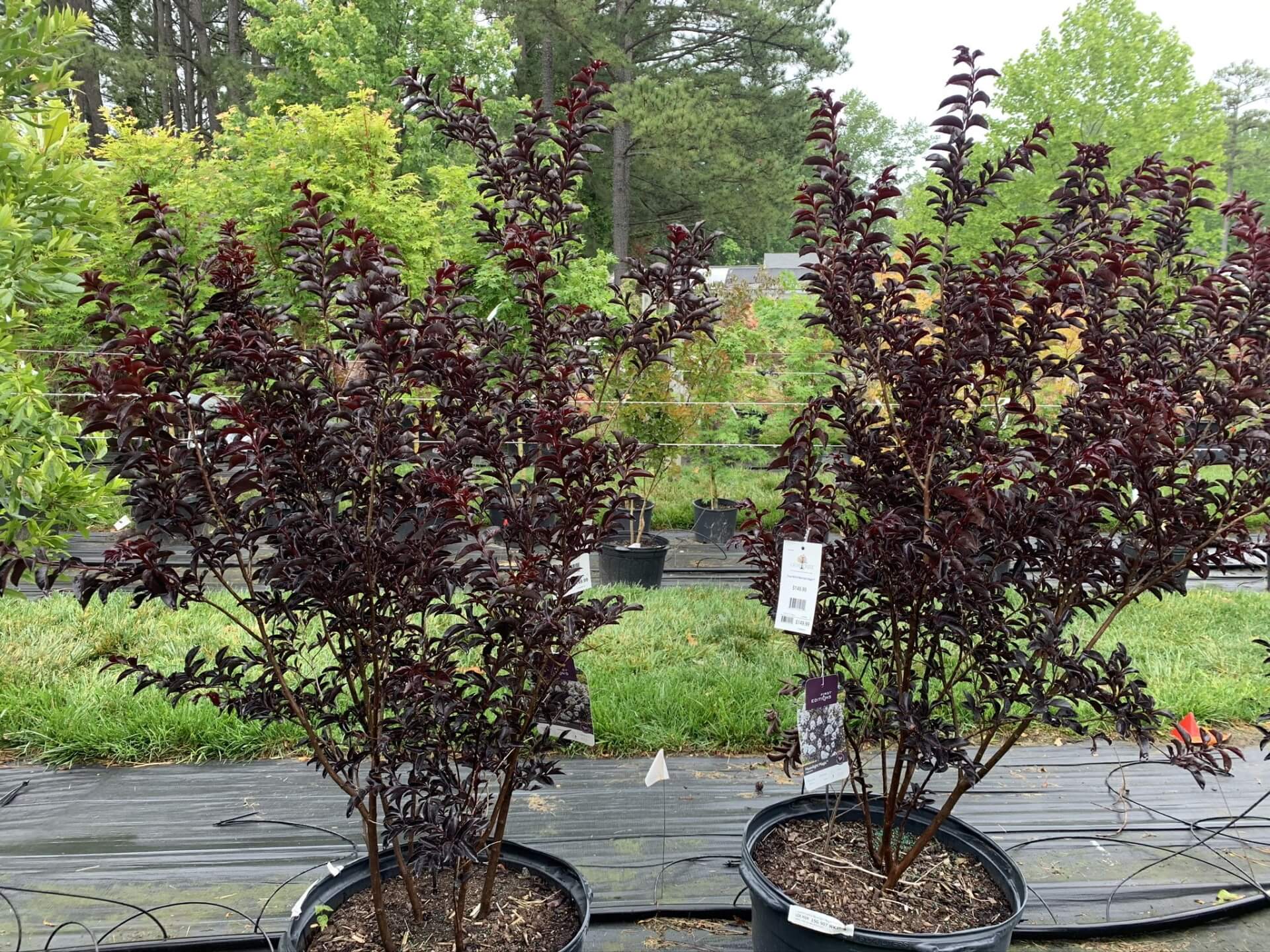 deep maroon leaves and white flowers