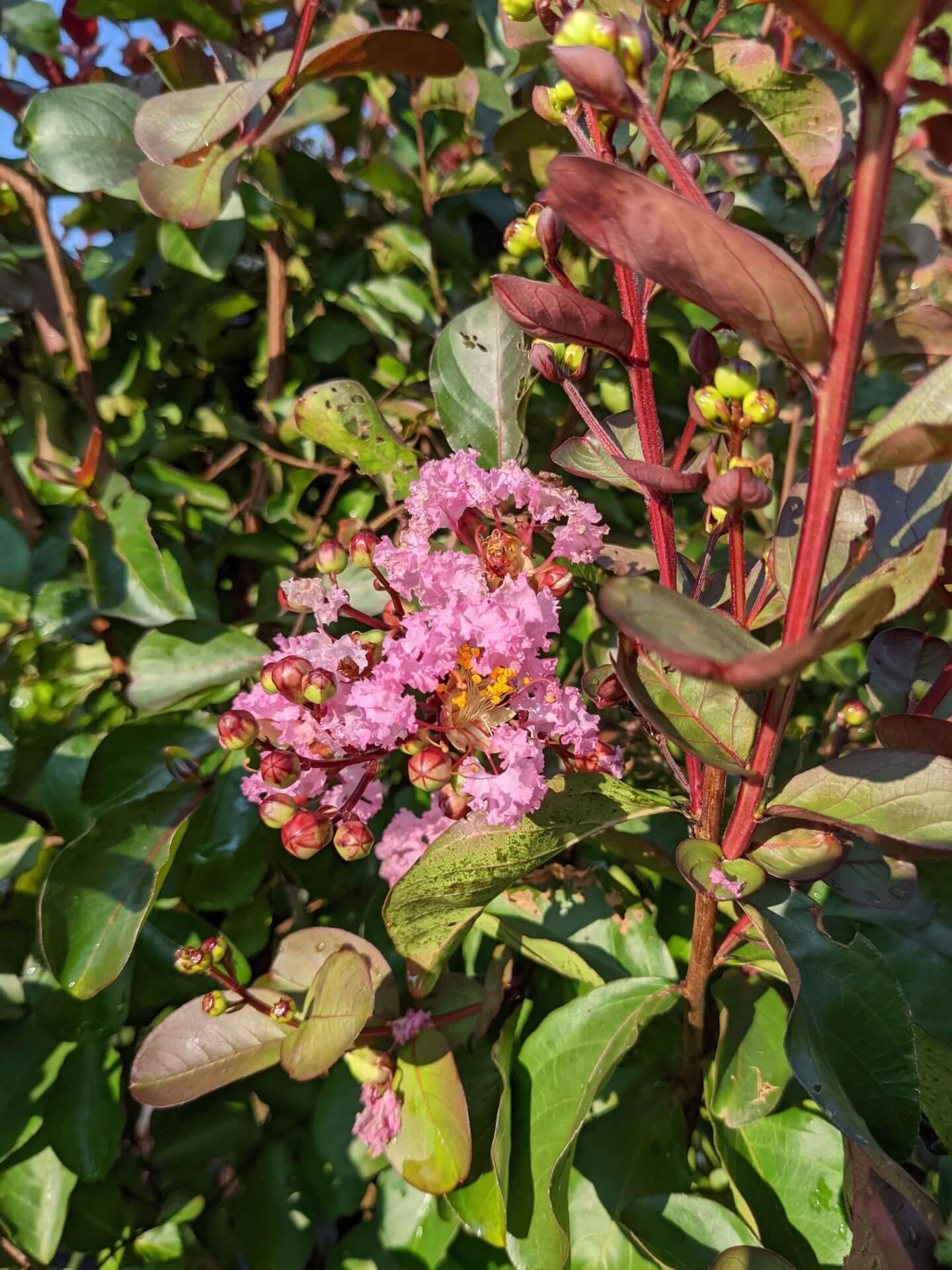 light bubblegum pink blooms and green foliage