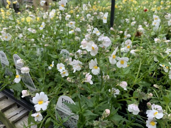 Nemesia 6" - Image 2