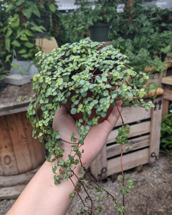 petite bluish green foliage on fine red stems