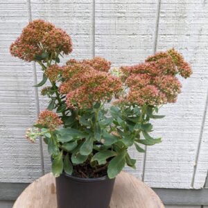 pinkish orange blooms