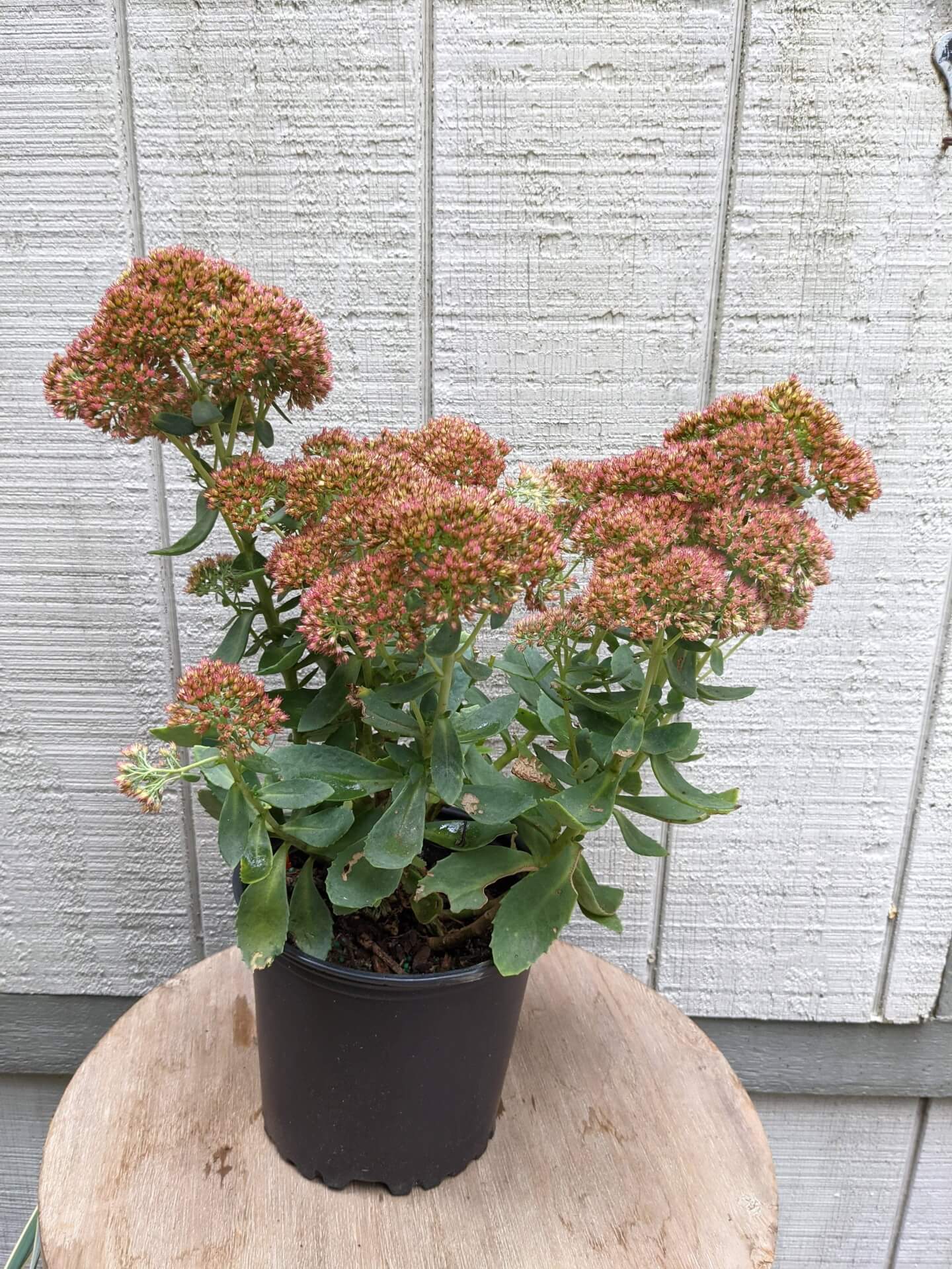 pinkish orange blooms