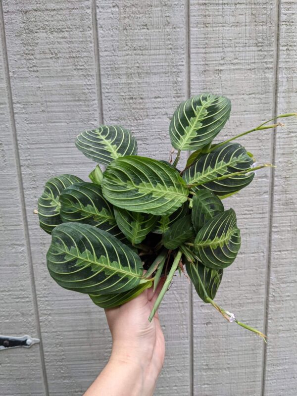 lime green patterned leaves