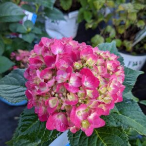 hot pink blooms