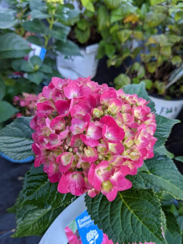 hot pink blooms