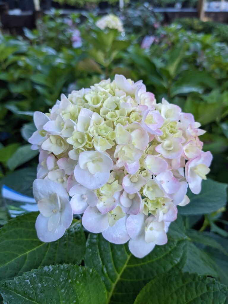 Hydrangea End Summer Blushing Bride 3G • Cross Creek Nursery and Landscape