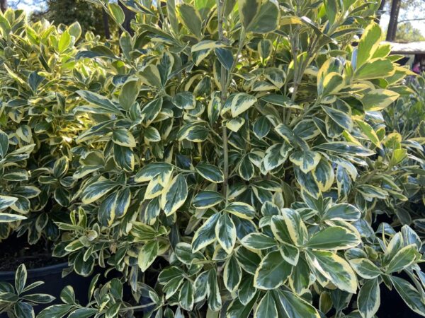 Green leaves, creamy-white edges