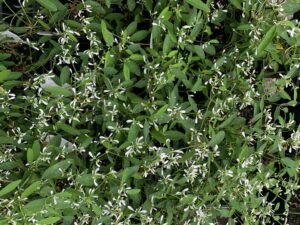 Euphorbia Diamond Frost 4"