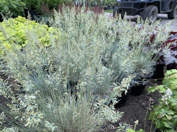 Blue Fescue