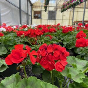 Geranium 10" Basket