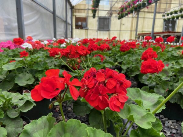 Geranium 10" Basket