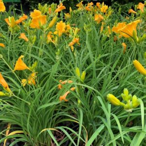 Yellow-gold ruffled flowers