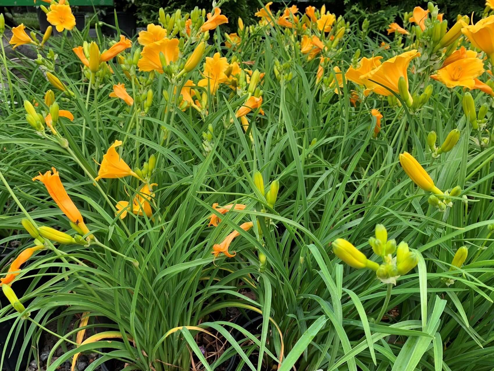 Yellow-gold ruffled flowers