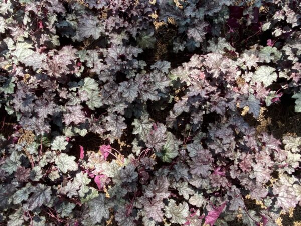 Silver, amethyst colored leaves