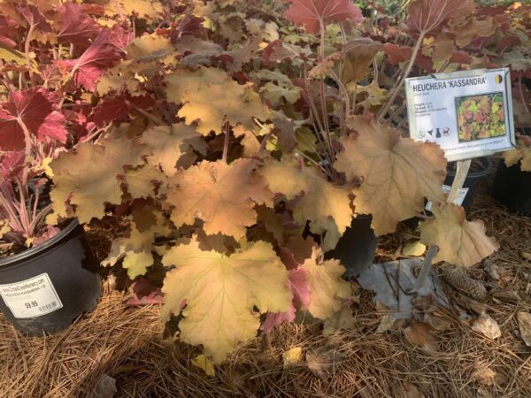 Multicolored leaves