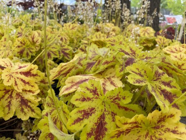 Bright green leaves, deep red splotches