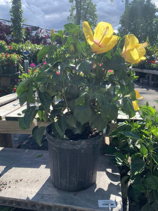 Large colorful flowers