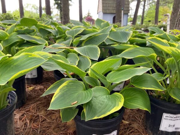 Dark green leaves, yellow band