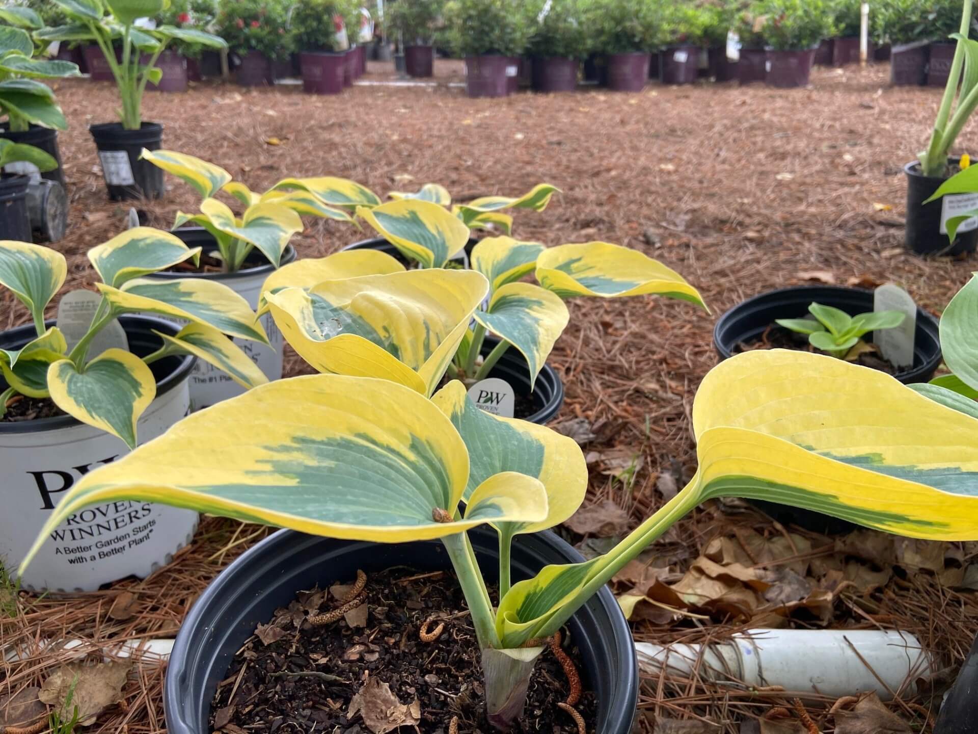 Green centers, creamy yellow band