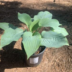 Blue heart shaped leaves