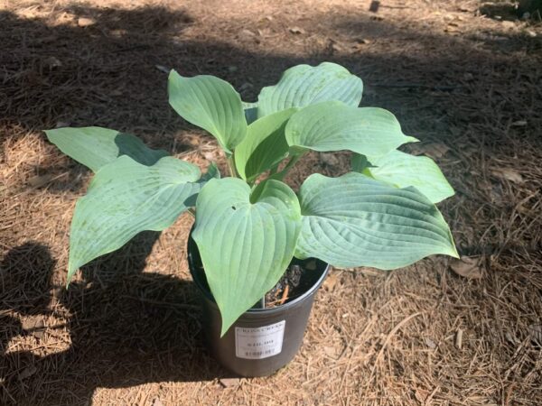 Blue heart shaped leaves