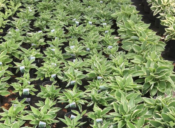 Oval shaped dark green leaves, white edges