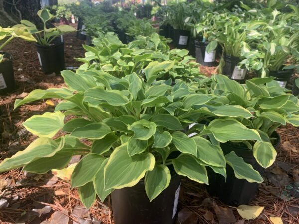 Variegated green hues, heart shaped leaves