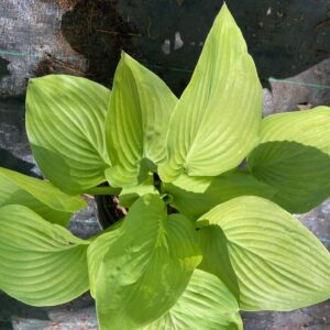 Bright green oval leaves