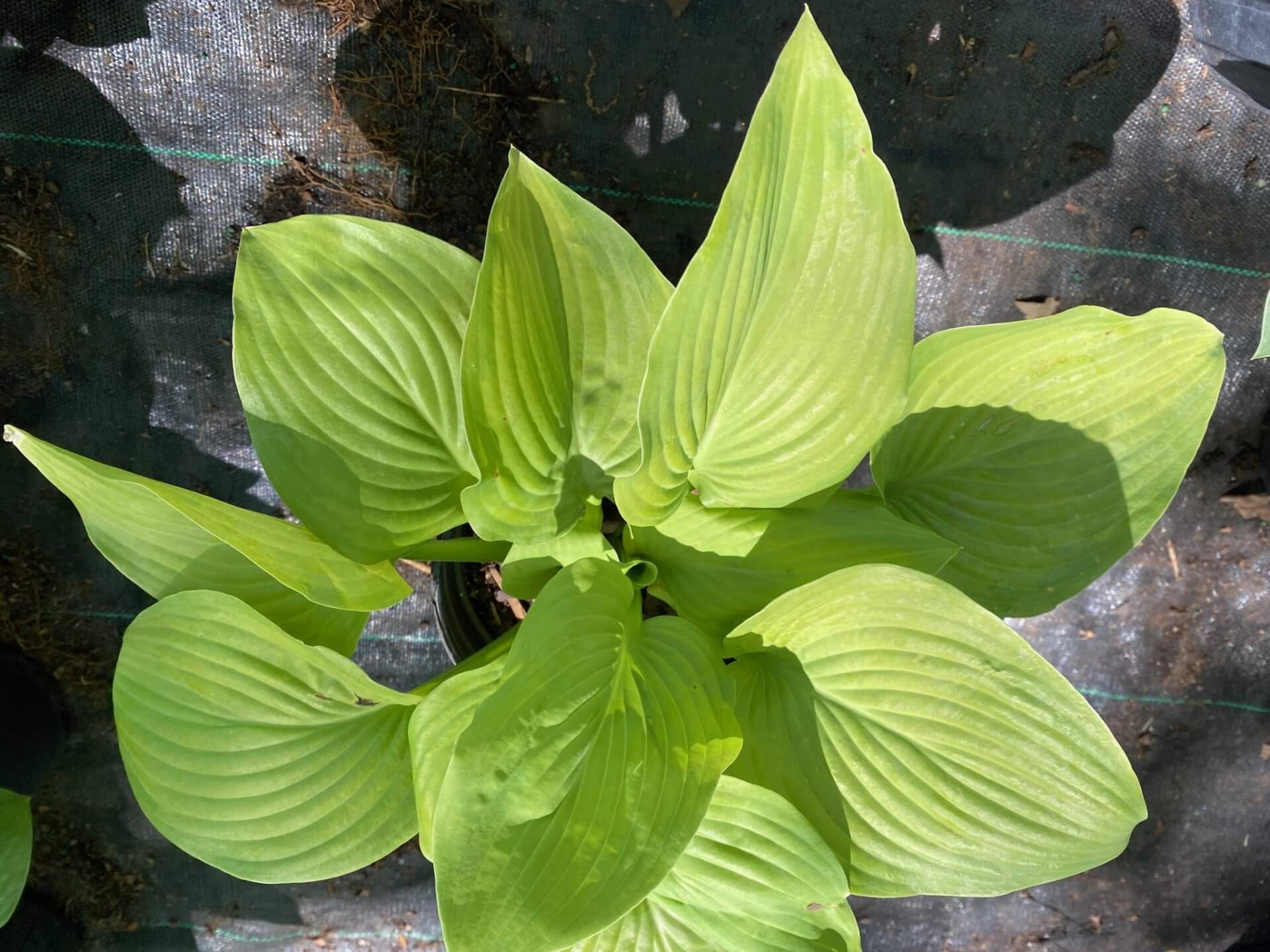 Bright green oval leaves