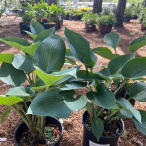 Blue-green leaves